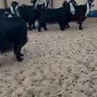 عرض بيع معزاء عوارض صنف منوت القناي