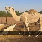 بعير فحل تمامي كفو