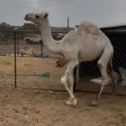 قعود عفر كفو فل شحم
