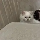 قطة للتبني
