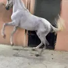 حصان شعبي كفو للبيع