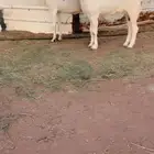 معزاء مشاريك مضاريع سونار