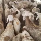 يا بلاش سواكني ب 690 ريال فقط
