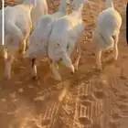 9 طليان ذبايح مناسبات فل الفل شحم