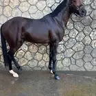 حصان ورق فرنسي