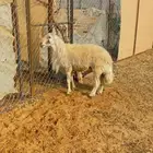 فحل اصفر مشروط