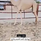 للبيع مكنسله
