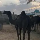ضروبه مجهم كفو