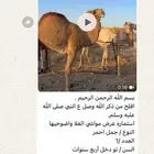 جمل احمر للبيع الي يبي له مقطع يتواصل خاص او واتس