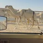 ناقه وضحا