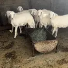 طليان