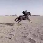 حصان واهو بأوراقه