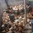 دجاج