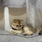 قطه سكواتش فولد للبيع