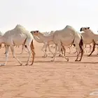 مطلوب ابل عشاير وضح