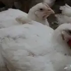 دجاج لاحم روس 308