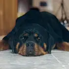 كلبة روت وايلر نثية شرط منتجة