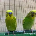 بادجي مع القفص