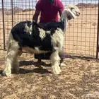 للبيع طليان مشاريع فحول العدد 2 اعمرهن 4 الا 5 شهور
