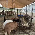 للبيع سواكني