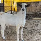 تيس فحل بيشي