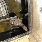 2 snapping turtles