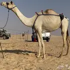 سودانيه تحتها بكره اصيل
