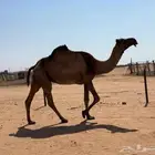 لقحه صفرا طيبه