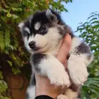 كلب هاسكي جرو