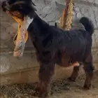 تيس مشروع فحل عارضي خصم الخصم معرف