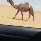 خفوت