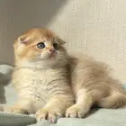 ذكر سكوتش فولد قولد