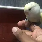 روز