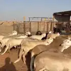 سواكن عدد25 مرابي شحم الموقع المزاحميه