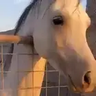 حصان شعبي شيخ