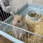 هامستر سوري للبيع مع كامل اغراضه