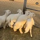 تممم البيع