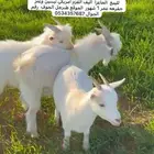 عنز وتيسين الامريكي قزم عمر6 شهور موقع طبرجل