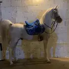 حصان شعبي اصفر ابوه راف جستس