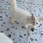 بيش