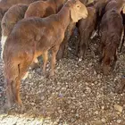 سواكن حمري نظيفه مرابي