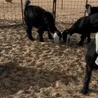 للبيع جفرات منوه القناي