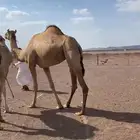 ناقه ضريبة منتج أمها جبار المختبر مضروبة ع ولد متعب اسبعان