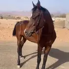 حصان شعبي سليم من كل شي طبعه شرط