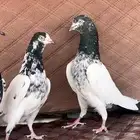 جوز تيدي مشروط توب