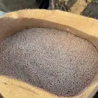 حب ذرة ابيض