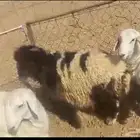 للبيع خروف نعيمي العمر 4اشهور