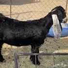 تيس عارضي صنف مشروع فحل