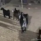 5 جفار و تيس