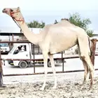 مهجنه اصيل بكره